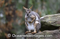 Yellow-footed Rock-wallaby Photo - Gary Bell