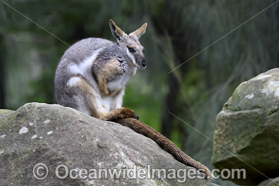 Yellow-footed Rock-wallaby photo