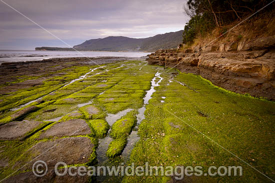 Tessellated Pavement Tasmania photo