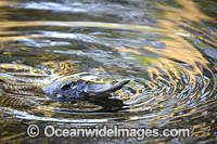 Platypus Photo - Gary Bell