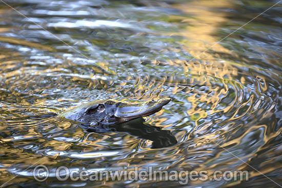 Platypus photo Platypus photo