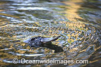 Platypus Photo - Gary Bell