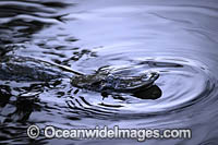 Platypus Photo - Gary Bell