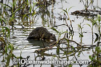 Rakali Photo - Gary Bell