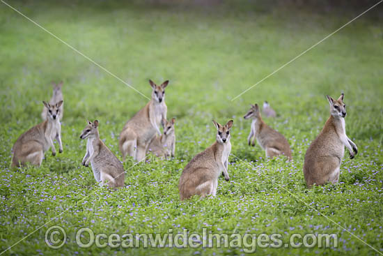 Agile Wallaby photo Agile Wallaby photo
