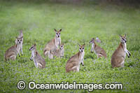 Agile Wallaby Photo - Gary Bell