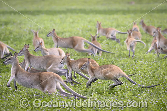 Agile Wallaby photo Agile Wallaby photo