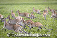Agile Wallaby Photo - Gary Bell