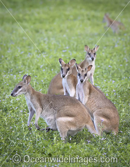 Agile Wallaby photo Agile Wallaby photo