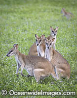 Agile Wallaby Photo - Gary Bell