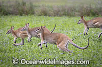 Agile Wallaby Photo - Gary Bell