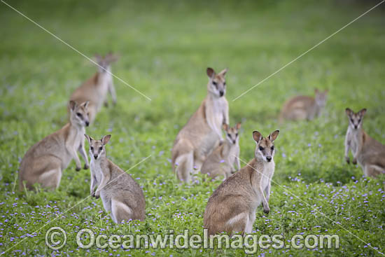 Agile Wallaby photo Agile Wallaby photo