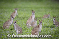 Agile Wallaby Photo - Gary Bell