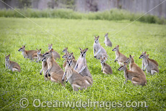 Agile Wallaby photo Agile Wallaby photo