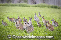 Agile Wallaby Photo - Gary Bell