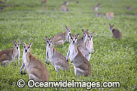 Agile Wallaby Photo - Gary Bell