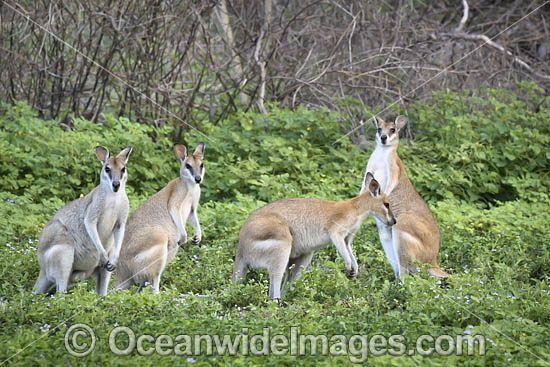 Agile Wallaby photo Agile Wallaby photo