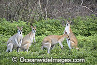 Agile Wallaby Photo - Gary Bell
