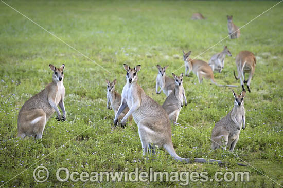 Agile Wallaby photo Agile Wallaby photo