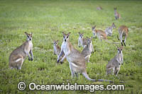 Agile Wallaby Photo - Gary Bell