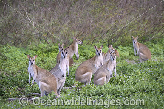 Agile Wallaby photo Agile Wallaby photo