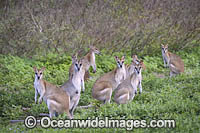 Agile Wallaby Photo - Gary Bell