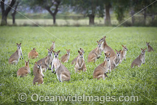 Agile Wallaby photo Agile Wallaby photo