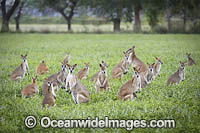 Agile Wallaby Photo - Gary Bell