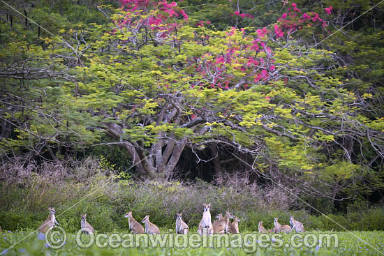 Agile Wallaby photo