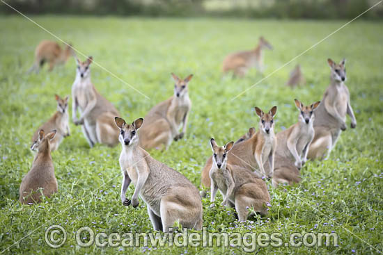 Agile Wallaby photo Agile Wallaby photo