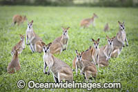 Agile Wallaby Photo - Gary Bell
