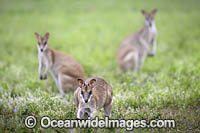 Agile Wallaby Photo - Gary Bell