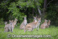 Agile Wallaby Photo - Gary Bell