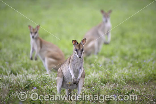 Agile Wallaby photo Agile Wallaby photo