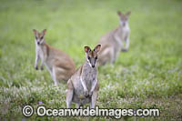 Agile Wallaby Photo - Gary Bell
