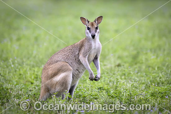 Agile Wallaby photo Agile Wallaby photo