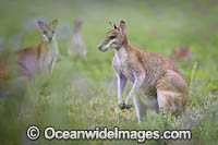 Agile Wallaby Photo - Gary Bell