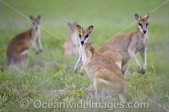 Agile Wallaby photo Agile Wallaby photo
