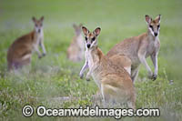 Agile Wallaby Photo - Gary Bell