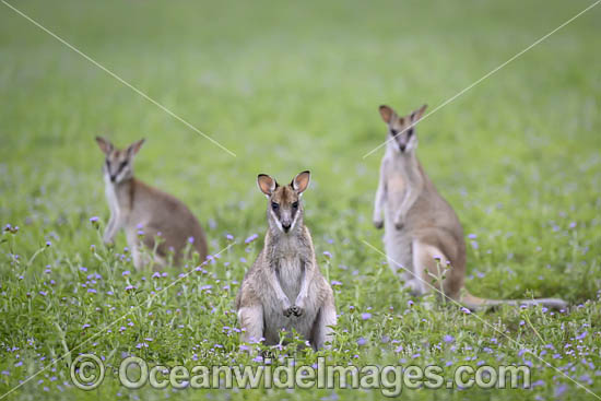 Agile Wallaby photo Agile Wallaby photo