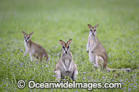 Agile Wallaby Photo - Gary Bell