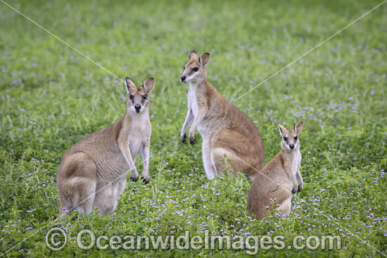 Agile Wallaby photo Agile Wallaby photo