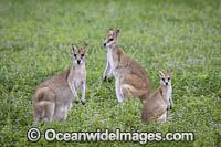 Agile Wallaby Photo - Gary Bell