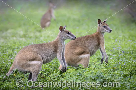 Agile Wallaby photo Agile Wallaby photo