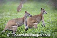 Agile Wallaby Photo - Gary Bell
