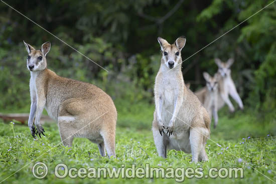 Agile Wallaby photo Agile Wallaby photo
