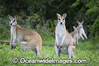 Agile Wallaby Photo - Gary Bell