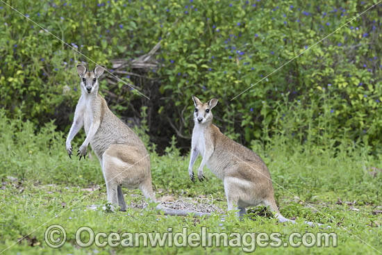 Agile Wallaby photo Agile Wallaby photo