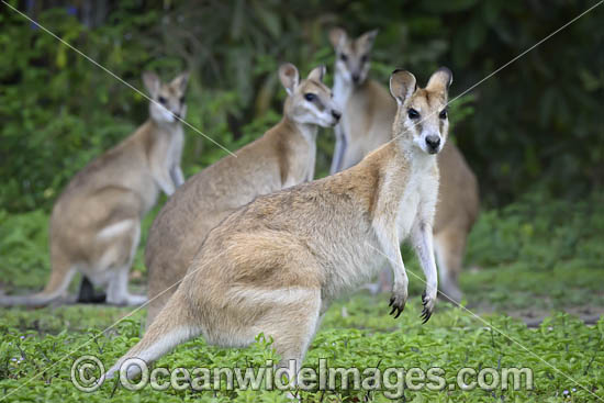 Agile Wallaby photo Agile Wallaby photo