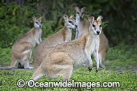 Agile Wallaby Photo - Gary Bell